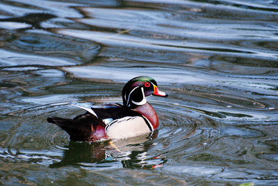 Swimming male