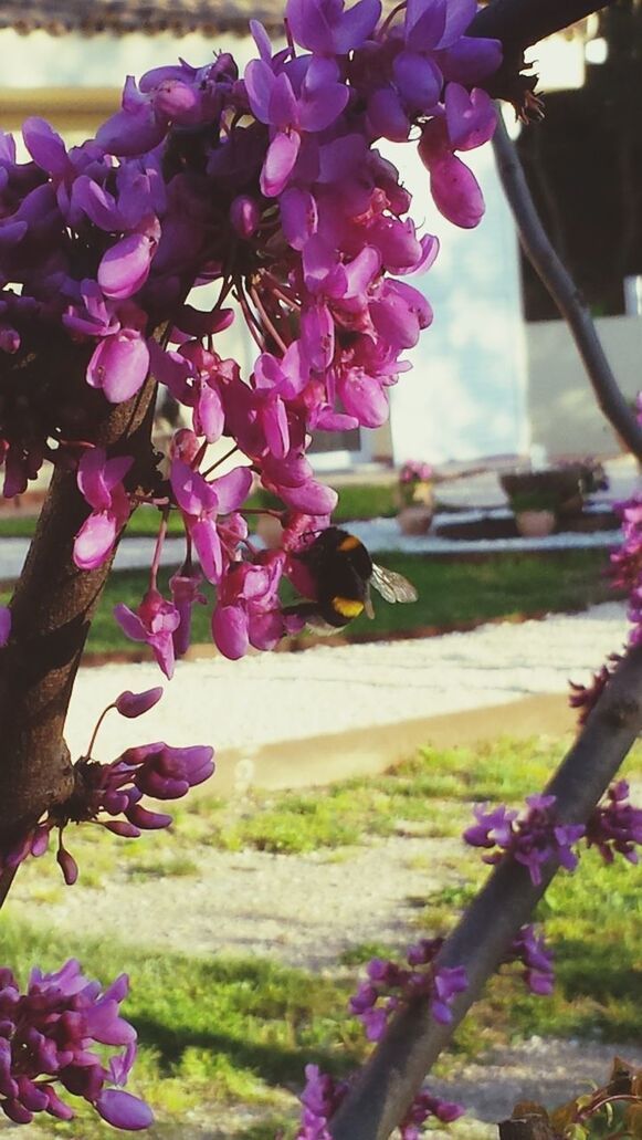 flower, freshness, fragility, growth, purple, petal, beauty in nature, plant, nature, blooming, focus on foreground, close-up, pink color, flower head, sunlight, in bloom, day, outdoors, park - man made space, stem