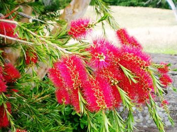 Close-up of pink flowers