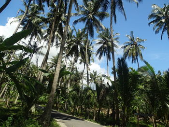 Panoramic view of palm trees against sky