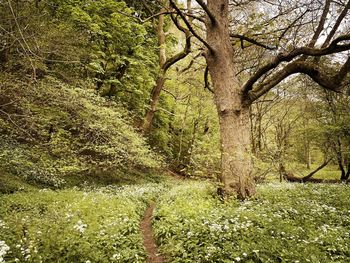 Trees growing in forest