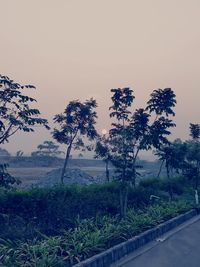 View of trees on beach against clear sky