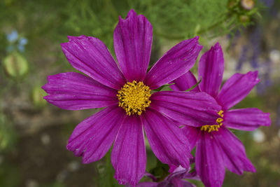 Close-up of pink flower blooming outdoors