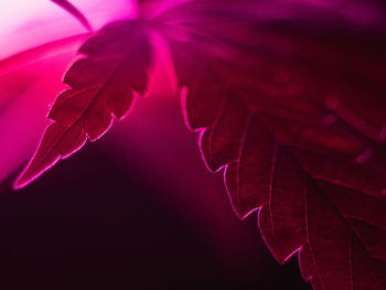 Close-up of pink leaves on plant during autumn