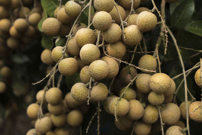 Close-up of blackberries