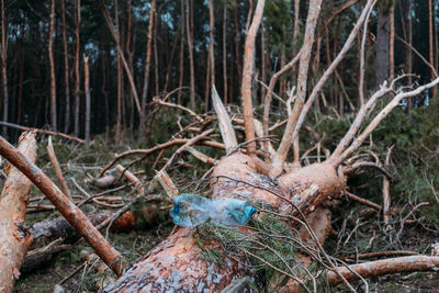 Close-up of trees growing in forest