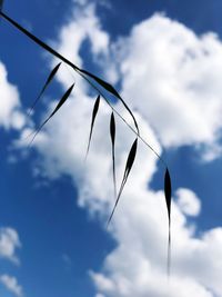 Low angle view of plant against sky