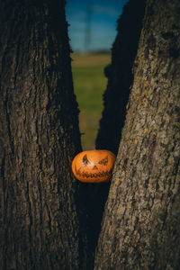 Close-up of orange on tree trunk