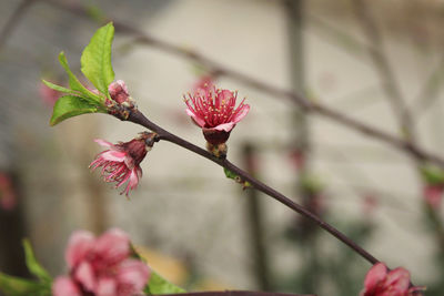 Close-up of pink flowering plant