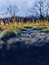 Close-up of plants