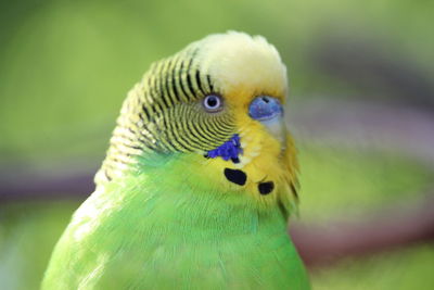 Close-up of parrot