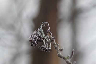 Close-up of snow on leaf during winter