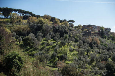 Trees on hill against clear sky