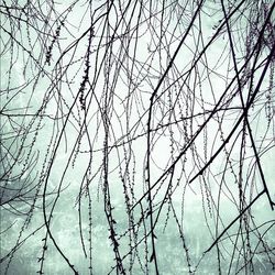 Low angle view of bare trees against sky