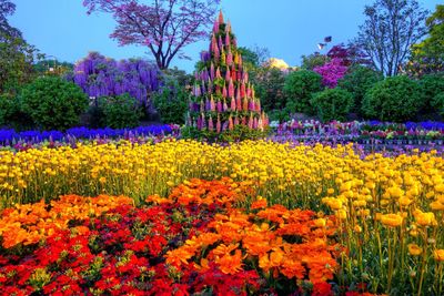 Yellow flowers blooming in field