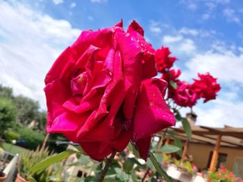 Close-up of pink rose blooming outdoors