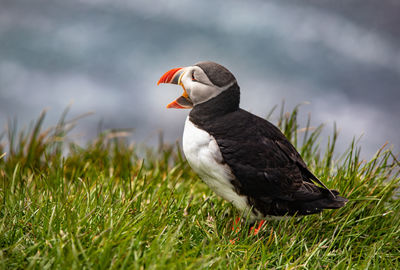 Close-up of bird perching on a field