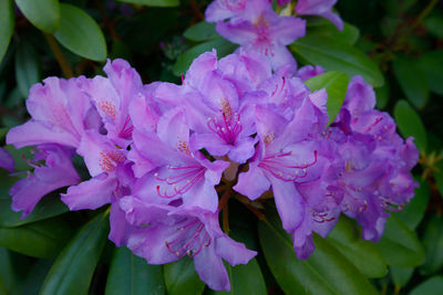 Close-up of purple flowers