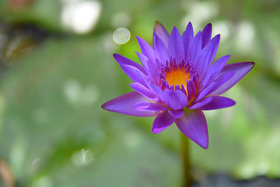 Close-up of purple flower