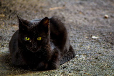 Portrait of black cat sitting outdoors