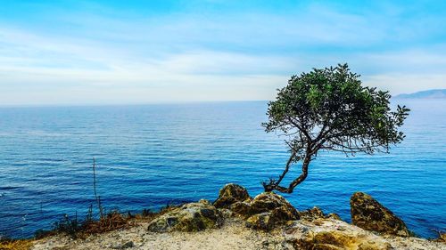 Tree on shore against horizon