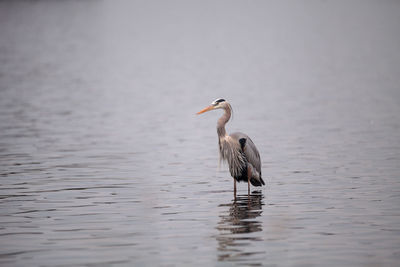 Great blue heron ardea herodias in the wetland and marsh at the myakka river state park in sarasota