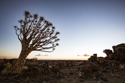 Bare tree on field against clear sky during sunset