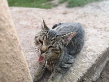 Close-up of a cat