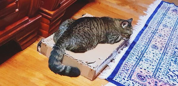 High angle view of cat resting on hardwood floor