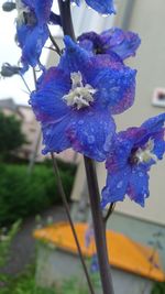 Close-up of purple flower blooming against blue sky