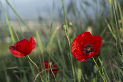 Close-up of red poppy flower on field