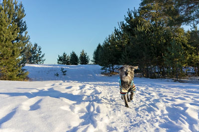  fluffy shaggy gray dog with white beard in overalls walking in winter forest. traveling with pets