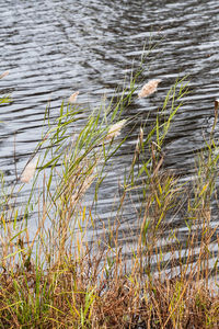 High angle view of bird swimming in lake