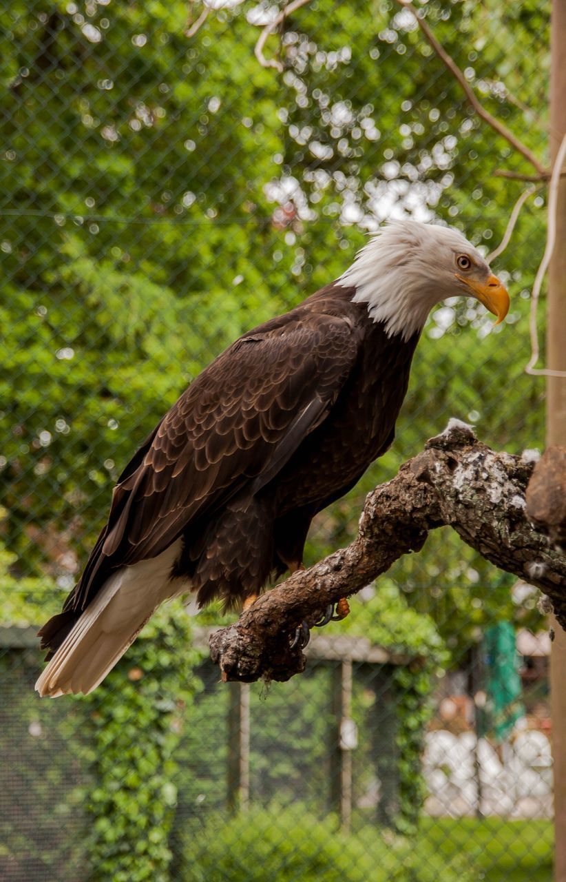 CLOSE-UP OF BIRD PERCHING ON TREE