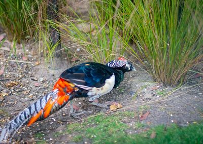 High angle view of duck on field