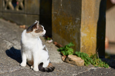 Cat sitting outdoors