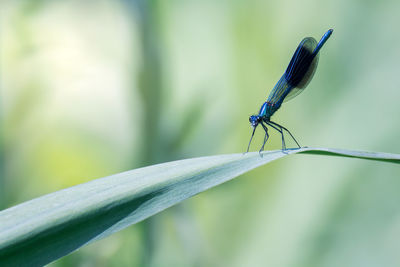 Close-up of damselfly on plant