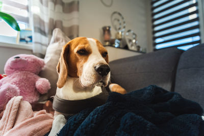 Beagle dog tired after walk lying on a sofa in bright interior. canine concept