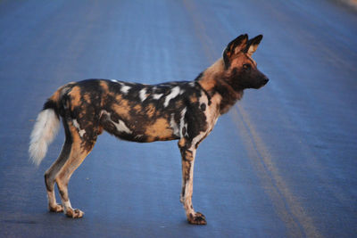 Dog standing outdoors