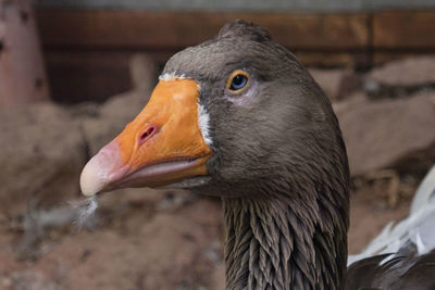 Close-up of a bird