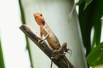 Close-up of lizard on plant