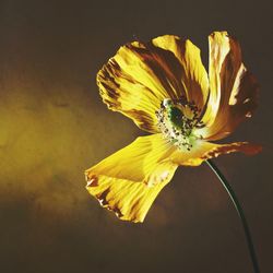 Close-up of yellow flower against colored background