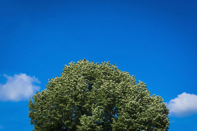 Treetop against blue sky