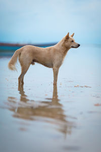 Dog standing in a sea