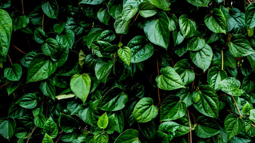 Full frame shot of green leaves