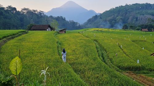 Scenic view of rice paddy