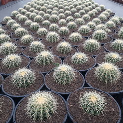 Full frame shot of plants