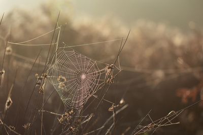 Close-up of dry spider web on plant against sky