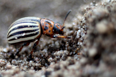 Close-up of insect on rock