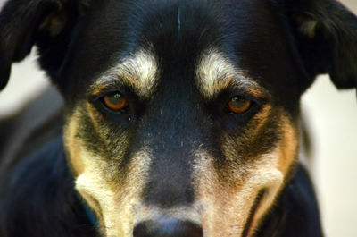 Close-up portrait of dog
